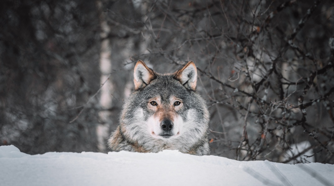 Λύκος κατέβηκε σε κατοικημένη περιοχή στην Ημαθία - Διανομέας φαγητού τον συνάντησε στο δρόμο, την ώρα που πήγαινε παραγγελία.