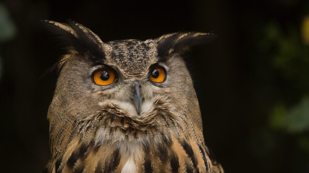 Ο μπούφος της ελληνικής υπαίθρου ίσως κρύβει τη λύση στο μεγάλο πρόβλημα που αντιμετωπίζουν οι αγρότες της Θεσσαλίας, λόγω του μεγάλου πληθυσμού τρωκτικών. 