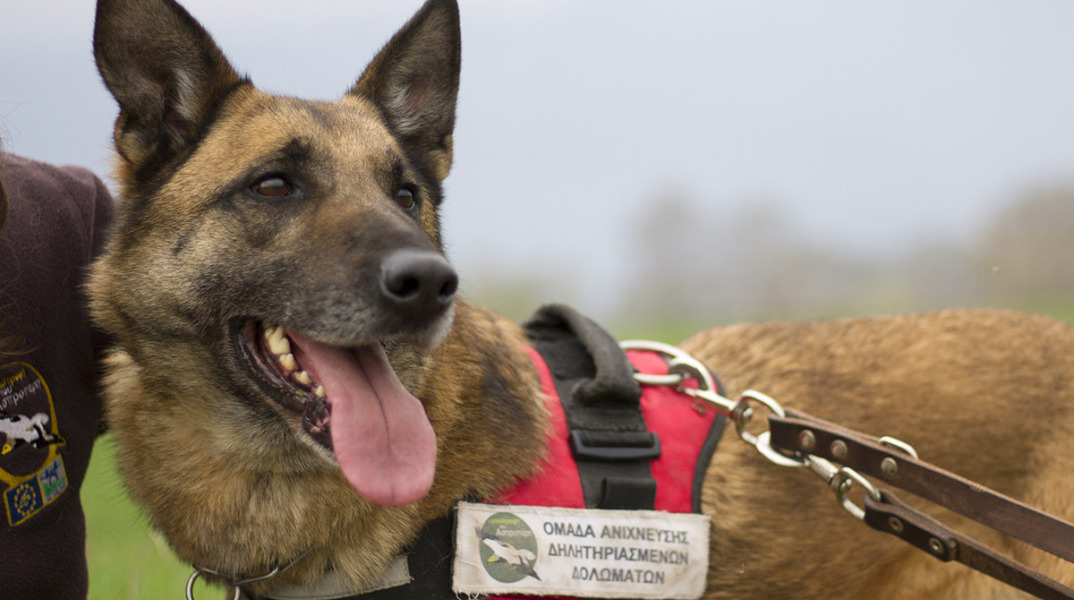 Ο Κούκι, ο πρώτος σκύλος ανιχνευτής δηλητηριασμένων δολωμάτων, βγήκε στη «σύνταξη»	