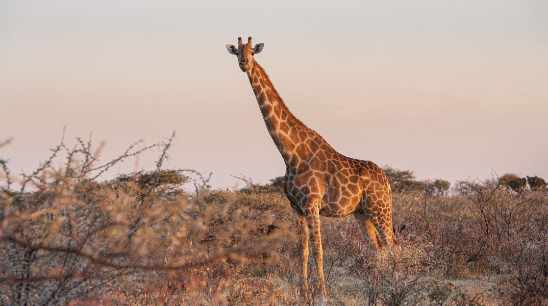 Καμηλοπάρδαλη