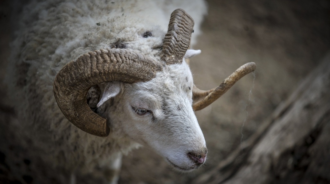 Κρήτη: Σοβαρός τραυματισμός 8χρονου που δέχθηκε επίθεση από κριάρι - Χτύπησε στον αυχένα και νοσηλεύεται εκτός κινδύνου στο ΠΑΓΝΗ.