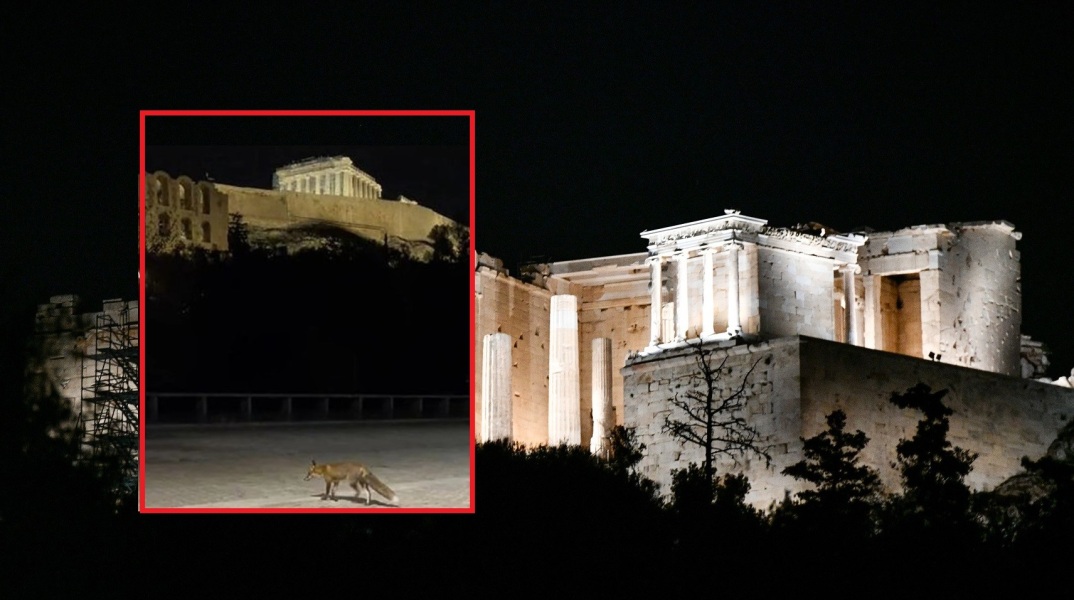 Μια αλεπού έκανε βόλτες στον πεζόδρομο της Διονυσίου Αεροπαγίτου, κάτω από την Ακρόπολη - Χρήστης του TikTok κατέγραψε τη σκηνή σε βίντεο.
