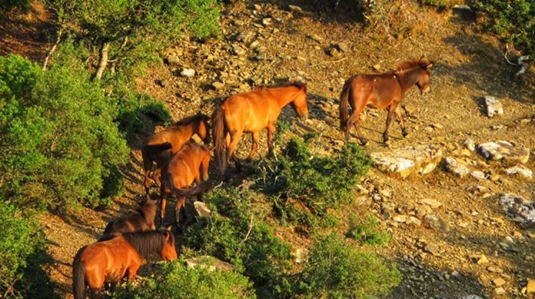 Άγρια άλογα στο Αγρίνιο 