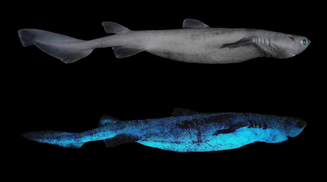 Φωτογραφήθηκε από Βέλγο επιστήμονα καρχαρίας του είδους kitefin: Το δέρμα του λάμπει σε βάθος 800 μέτρων - Πώς εξηγείται το φαινόμενο της βιοφωταύγειας.