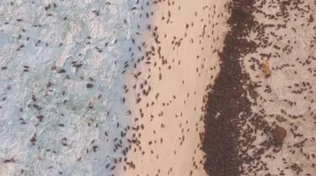 Χιλιάδες σκαθάρια έχουν κάνει την εμφάνισή τους στο Μετόχι Δυτικής Αχαΐας – Ανήμποροι οι κάτοικοι, επικοινωνία Δήμου με την Περιφέρεια και υγειονομικές υπηρεσίες.