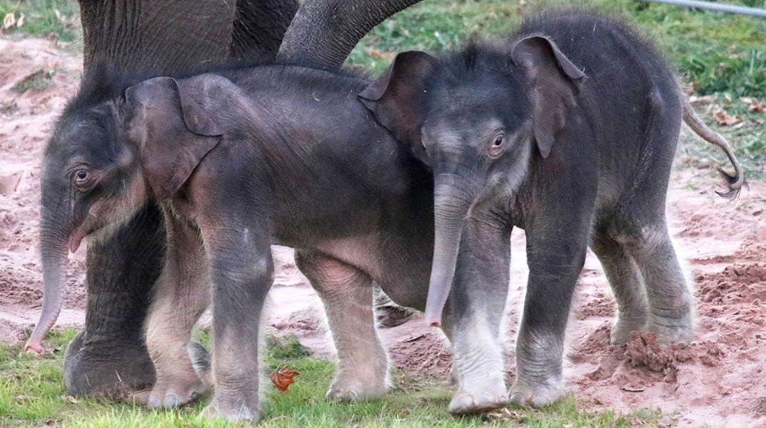 Ασιατικοί δίδυμοι ελέφαντες γεννήθηκαν στη Νέα Υόρκη: Λιγότερο από το 1% των γεννήσεων ελεφάντων είναι δίδυμα - και όταν γεννιούνται δίδυμα, σπάνια επιβιώνουν.