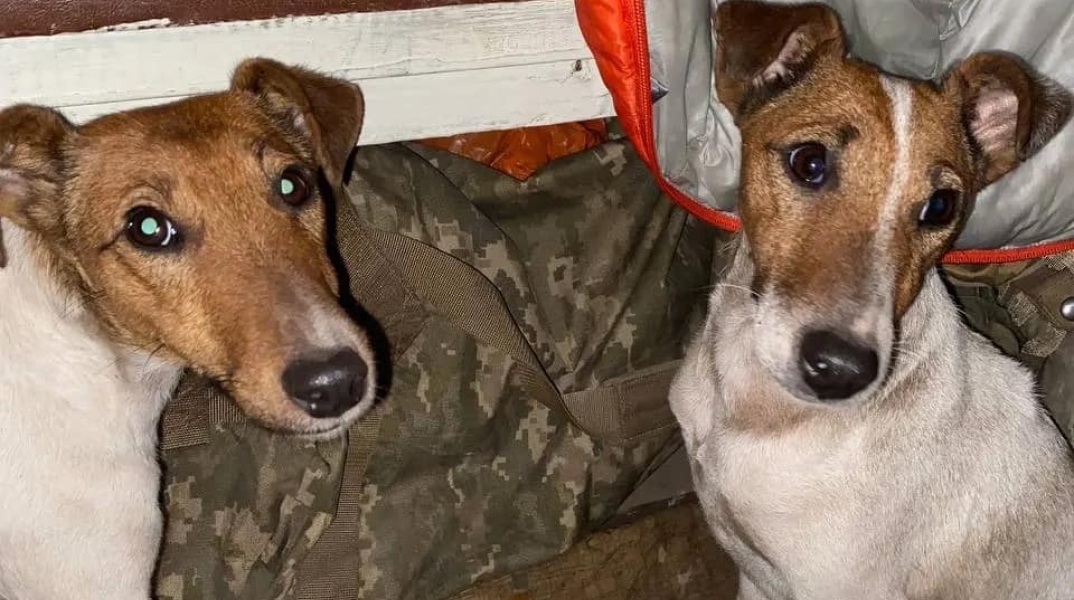 Ανεμβολίαστα κουτάβια σε εμπόλεμες και μη περιοχές: Ο Όνυξ και η Λέιζι, ο έρανος του φιλοζωικού οργανισμού UAnimals.