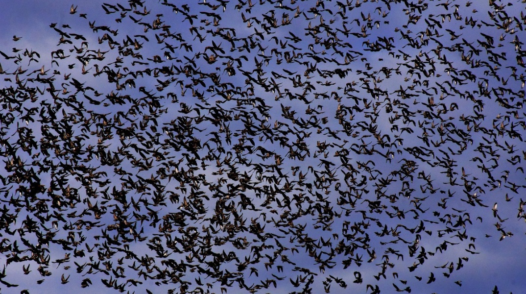 Εύβοια - Αργολίδα: Σπάνιο θέαμα αντίκρισαν οδηγοί και περαστικοί - Ψαρόνια κάλυψαν μαζικά τον ουρανό - Το σκηνικό θύμισε «Τα Πουλιά» του Άλφρεντ Χίτσκοκ.