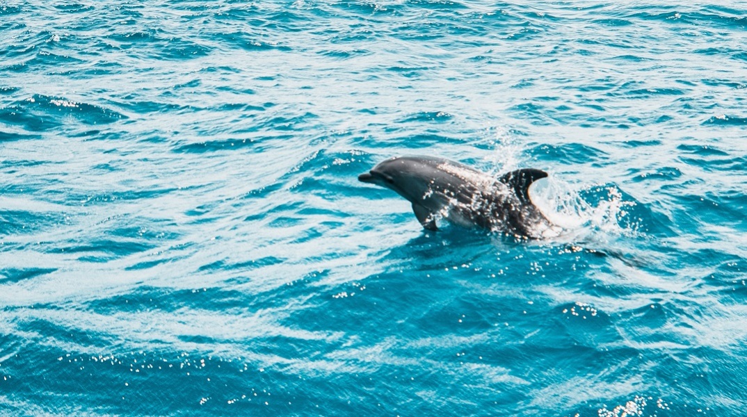 Το βίντεο με τη διάσωση δελφινιού στον Έβρο που ανέβασε στο Facebook ο Τάκης Θεοδωρικάκος