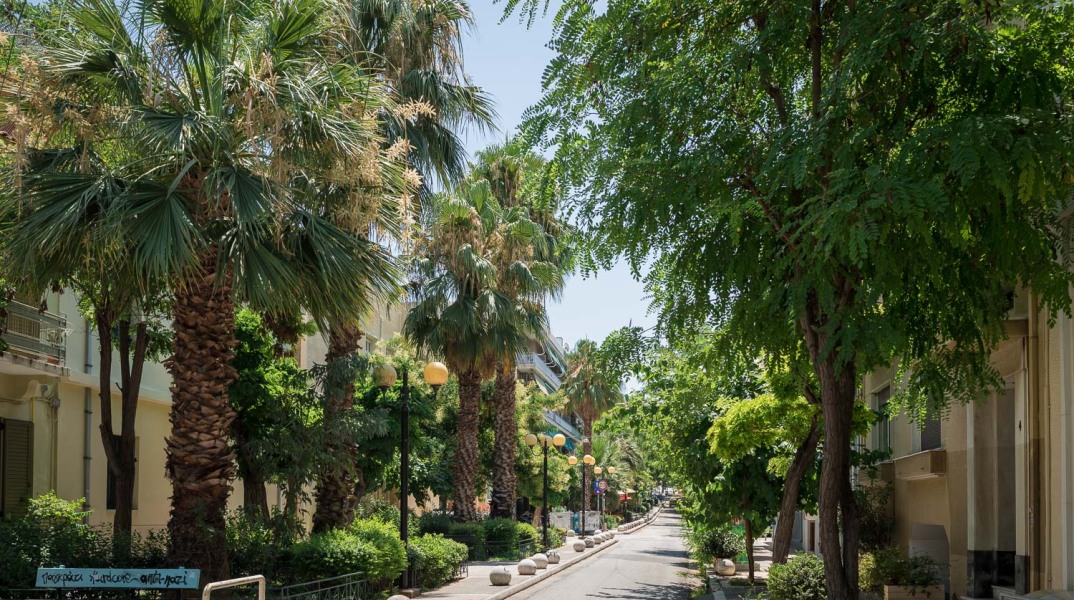 Δέντρα και φυτά στο Παγκράτι