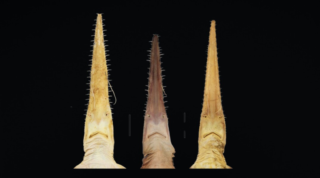 Νέο είδος εξαβράγχιου πριονοκαρχαρία ανακαλύφθηκε στον δυτικό Ινδικό Ωκεανό - Τα επιστημονικά ευρήματα και ο ρόλος των ψαράδων σε Μαδαγασκάρη και Τανζανία. 