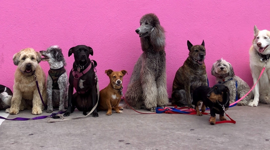 Γιορτή υιοθεσίας αδέσποτων σκυλιών