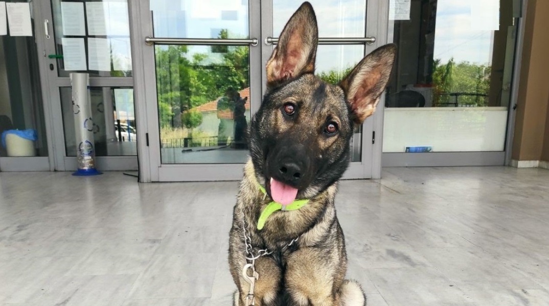 Συνελήφθη από τη Διεύθυνση Αστυνομίας Σερρών άνδρας που έκρυβε συσκευασίες κάνναβης στο σπίτι του - Εντοπίστηκαν με τη βοήθεια του αστυνομικού σκύλου Ρόξι.