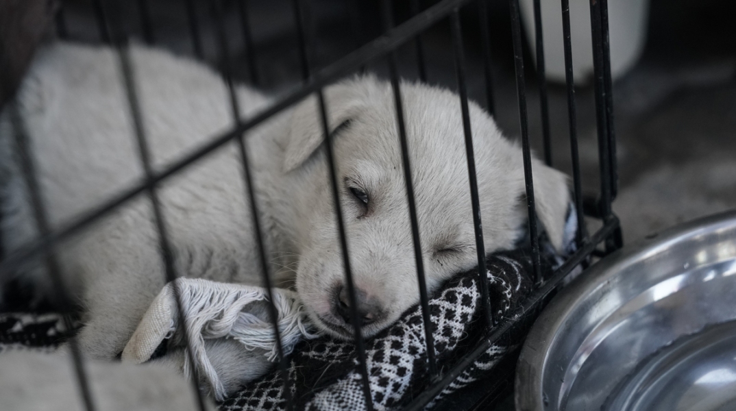 Φρίκη στη Μαγνησία: Έβαλαν 11 νεογέννητα σκυλάκια σε γλάστρα, για να πεθάνουν από ασφυξία - Εντοπίστηκαν στο βουνό από φιλόζωη τα κακοποιημένα κουτάβια.