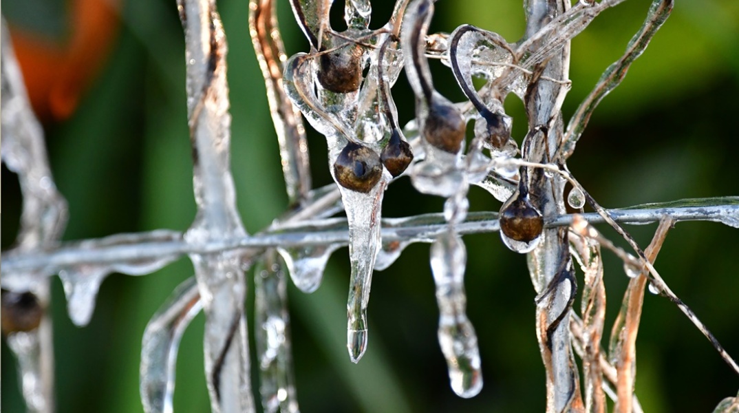Παγωμένο λουλούδι λόγω χαμηλής θερμοκρασίας