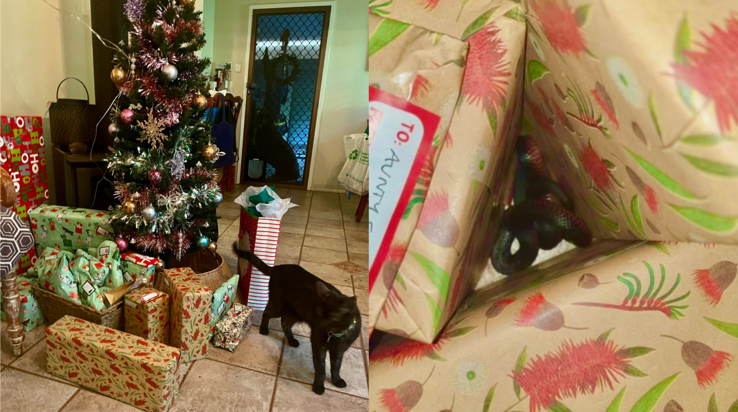 Γάτα μετέφερε φίδι κάτω από χριστουγεννιάτικο δέντρο