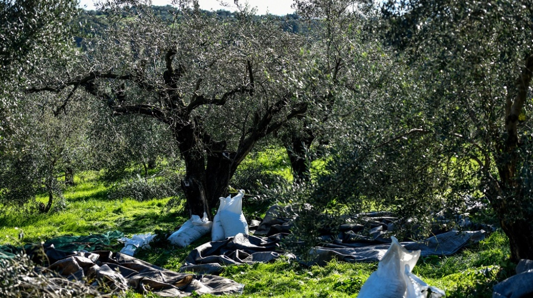 Λινάτσες και τσουβάλια για το μάζεμα ελιάς σε χωράφι 