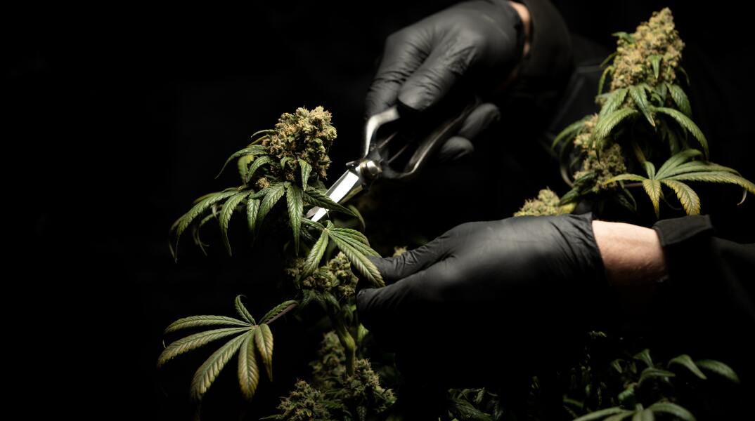 «Τσακωτοί» δύο Βρετανοί με 4,4 τόνους χασίς σε έλεγχο τελωνειακών στην Ισπανία