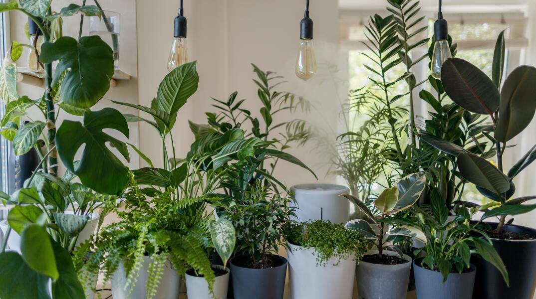 Houseplants