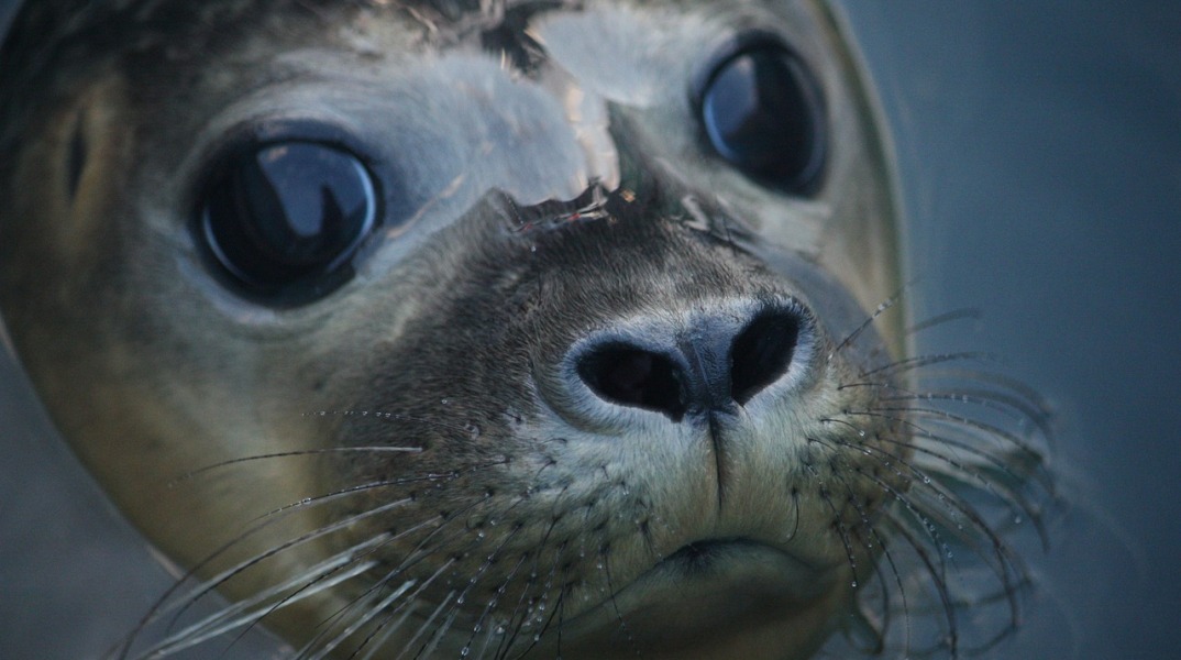 Πώς μια φώκια έφαγε όλα τα ψάρια ιχθυοτροφείου και έκλεισε την επιχείρηση 