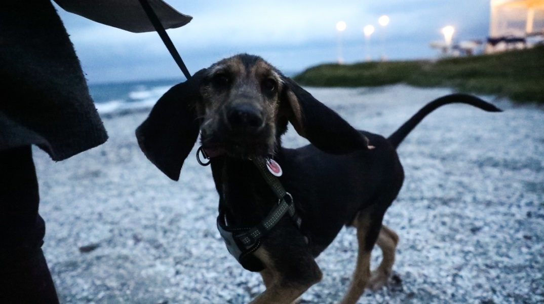 Πάτρα: Σύλληψη και πρόστιμο 30.000 ευρώ σε άνδρα για κακοποίηση σκύλου - Tον είχε δέσει με αλυσίδα και τον έσερνε με το αυτοκίνητό του.