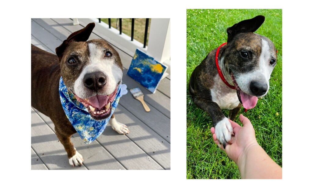 Σκύλος υιοθετήθηκε χάρη στις ζωγραφικές του ικανότητες - Σώθηκε από ρινγκ κυνομαχιών, έχασε το ένα του αυτί, μα όχι το κουράγιο του ο φιλότεχνος Βαν Γκογκ