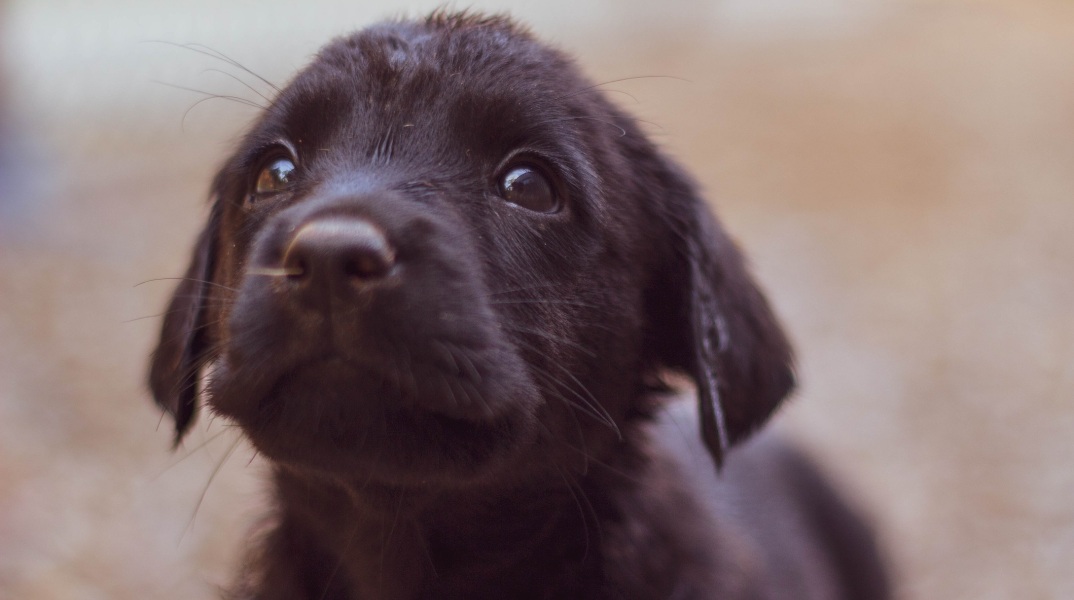 Πρόγραμμα στειρώσεων και εμβολιασμών αδέσποτων ζώων από το υπουργείο Εσωτερικών – Χρηματοδοτούνται οι Δήμοι, καθορίζονται οι προδιαγραφές για τα καταφύγια.
