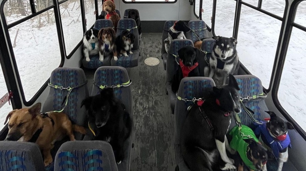 Ένα λεωφορείο στην Αλάσκα που μεταφέρει σκυλιά κατακτά τα μέσα κοινωνικής δικτύωσης - Η ιστορία του ανδρόγυνου που το δημιούργησε.