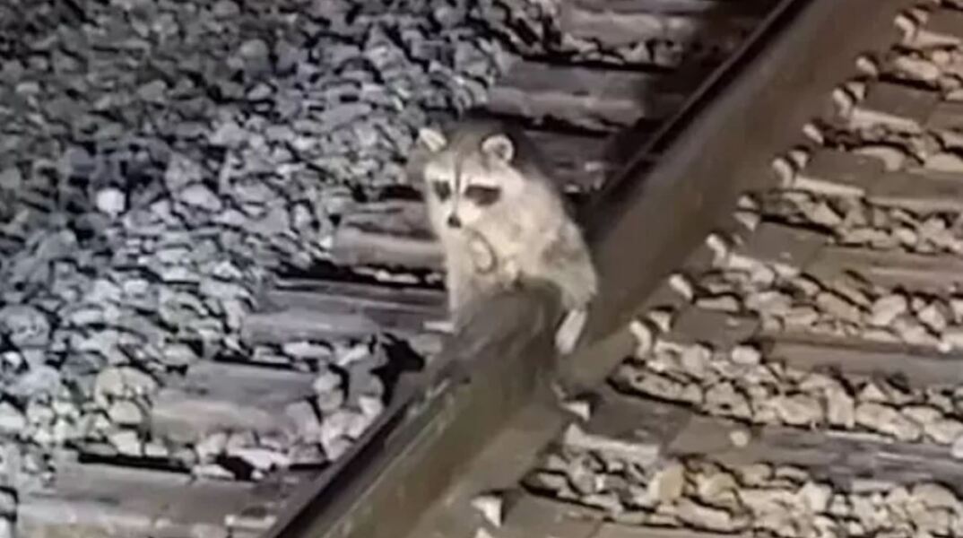 Εργάτης σε σιδηρόδρομο έσωσε ρακούν που «κόλλησε» στις ράγες
