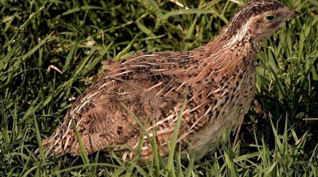Η γρίπη των πτηνών απειλεί τη Βουλγαρία - Θα θανατωθούν 25.000 ορτύκια και τα αυγά τους