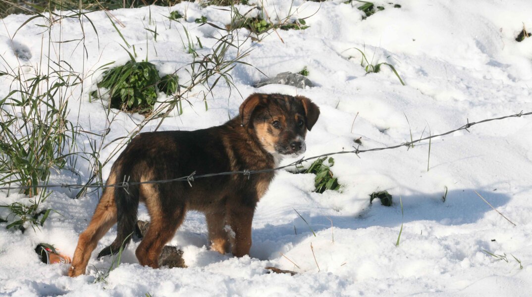 Χιόνια στο Πήλιο