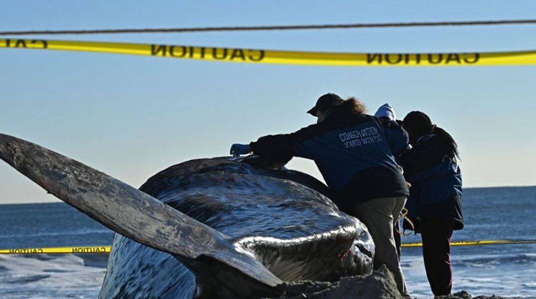 Μυστήριο με τις φάλαινες που ξεβράζονται στην ανατολική ακτή των ΗΠΑ