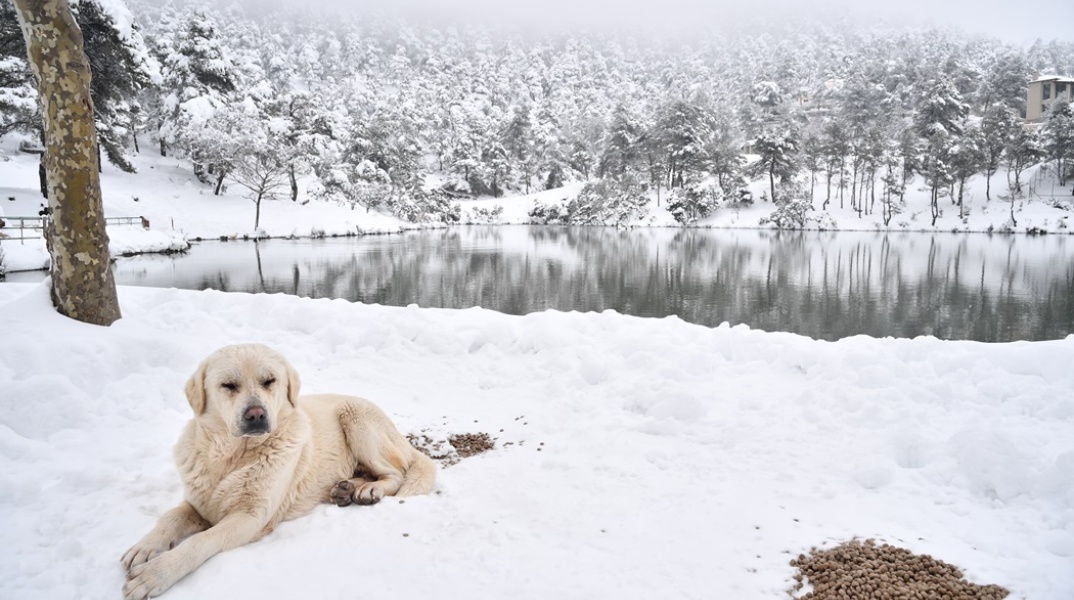 Σκύλος στο χιονισμένο τοπίο της λίμνης Μπελέτσι