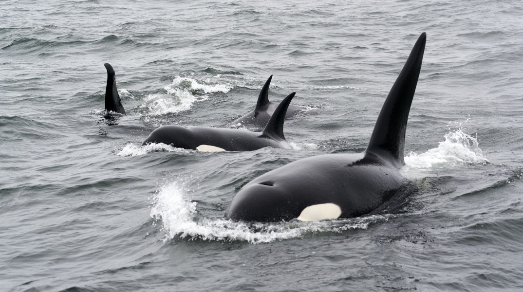 Η μητέρα όρκα θυσιάζεται για τα αρσενικά μικρά της, σύμφωνα με έρευνα για τις φάλαινες δολοφόνους που ζουν στον Βόρειο Ειρηνικό Ωκεανό.