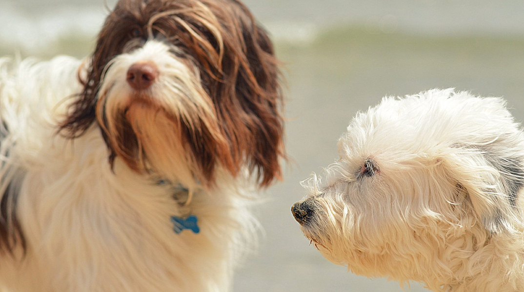 Σκυλιά ράτσας Γκριφόν στην παραλία