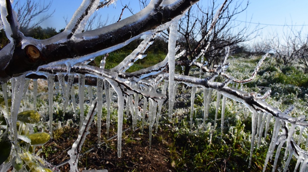 Κλαδιά με παγετό