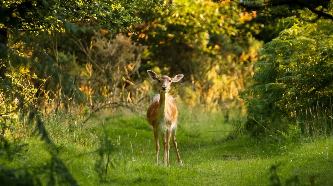 Μελέτη: Ανησυχητικά τα ποσοστά τοξικών χημικών ουσιών PFAS που βρέθηκαν στο αίμα ζώων - Συνδέονται με τον καρκίνο και άλλα προβλήματα υγείας.