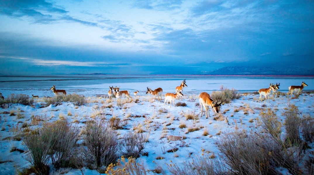 Οι τεράστιες απώλειες της βιοποικιλότητας μπορεί να είναι η αρχή μιας νέας μαζικής εξαφάνισης, υποστηρίζει νέα έρευνα - Τα ιστορικά παραδείγματα.