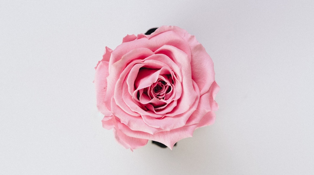 Ένα λουλούδι - τριαντάφυλλο για όσους γιορτάζουν σήμερα