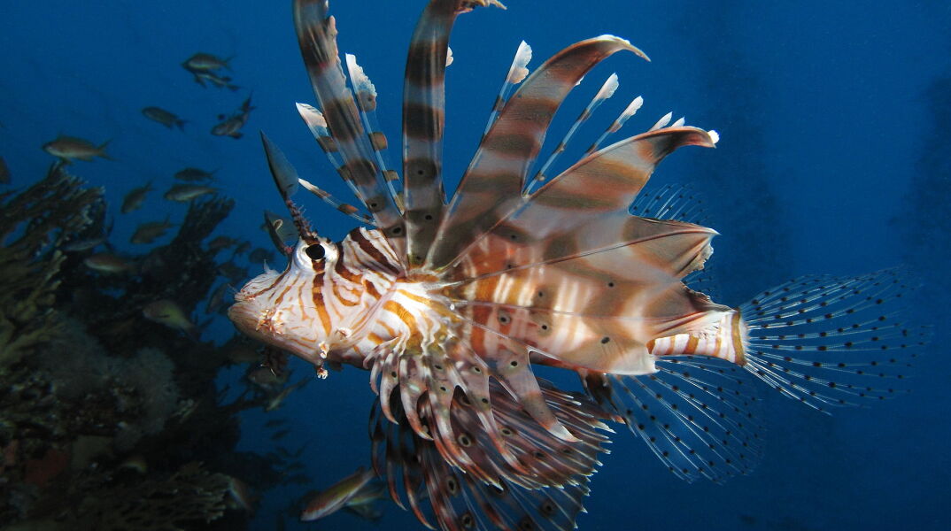 Λιοντόψαρο