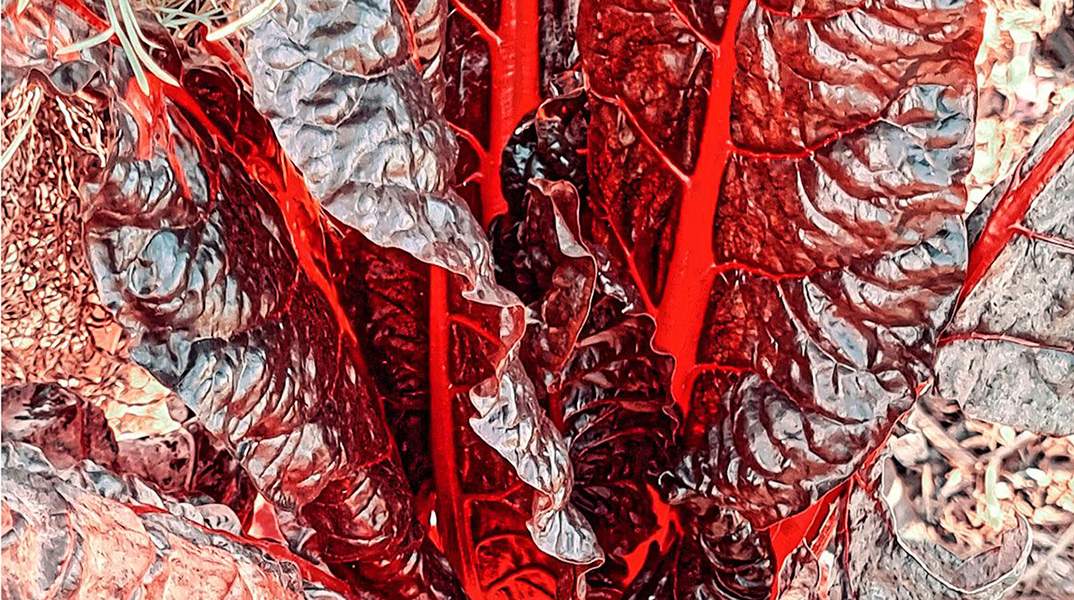 «Ο Κήπος των Εσπερίδων» της Αγνής Χρονοπούλου στην Art Zone Gallery 42