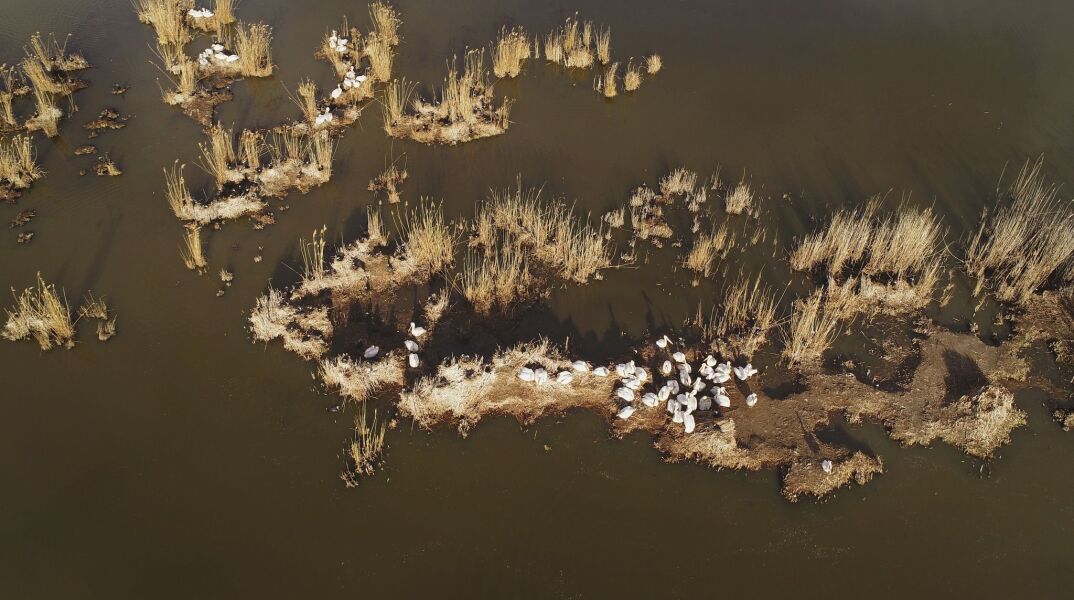 Αργυροπελεκάνοι στην Πρέσπα