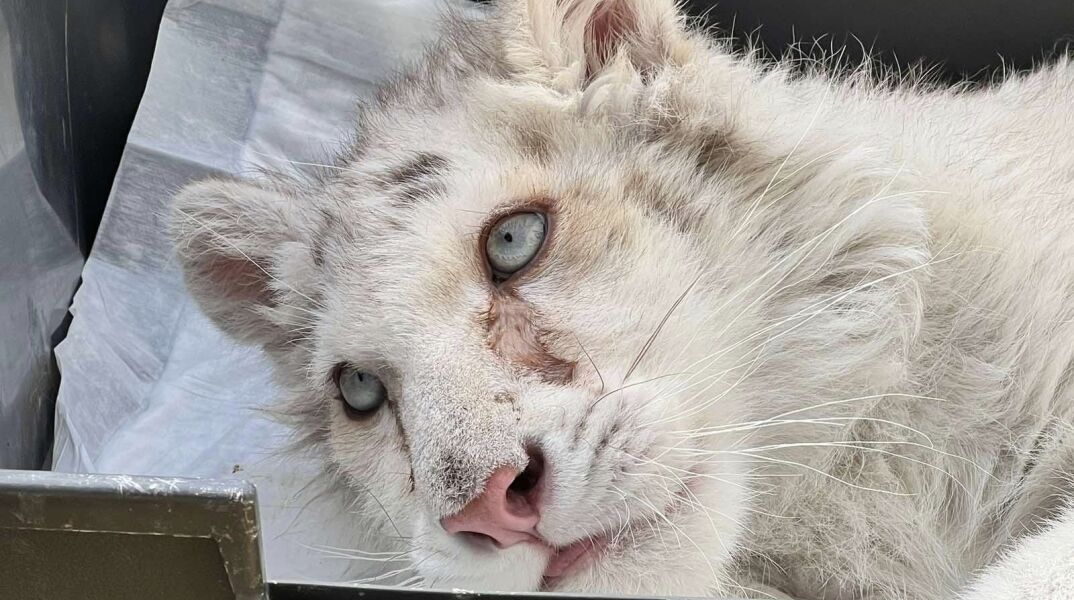 Λευκό τιγράκι