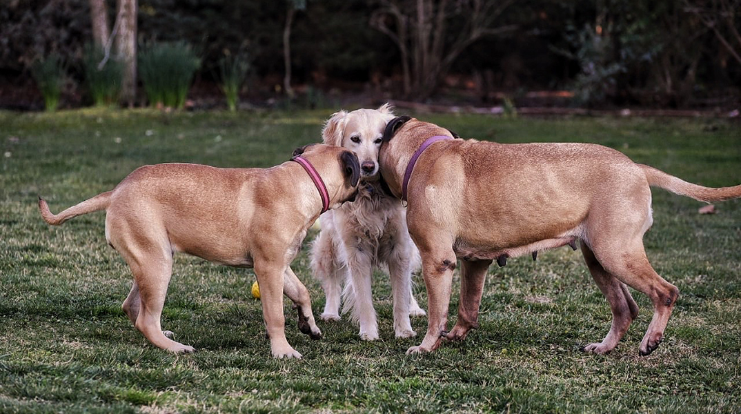 Η σημασία του να κοινωνικοποιείς τον σκύλο σου