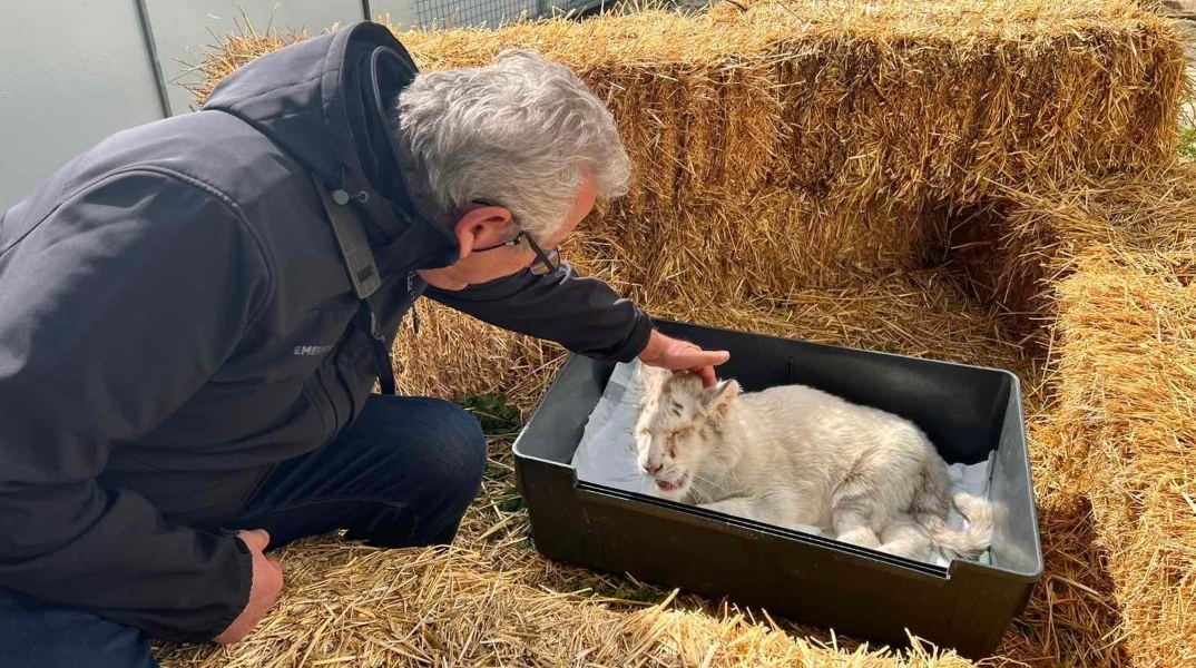Λευκό τιγράκι
