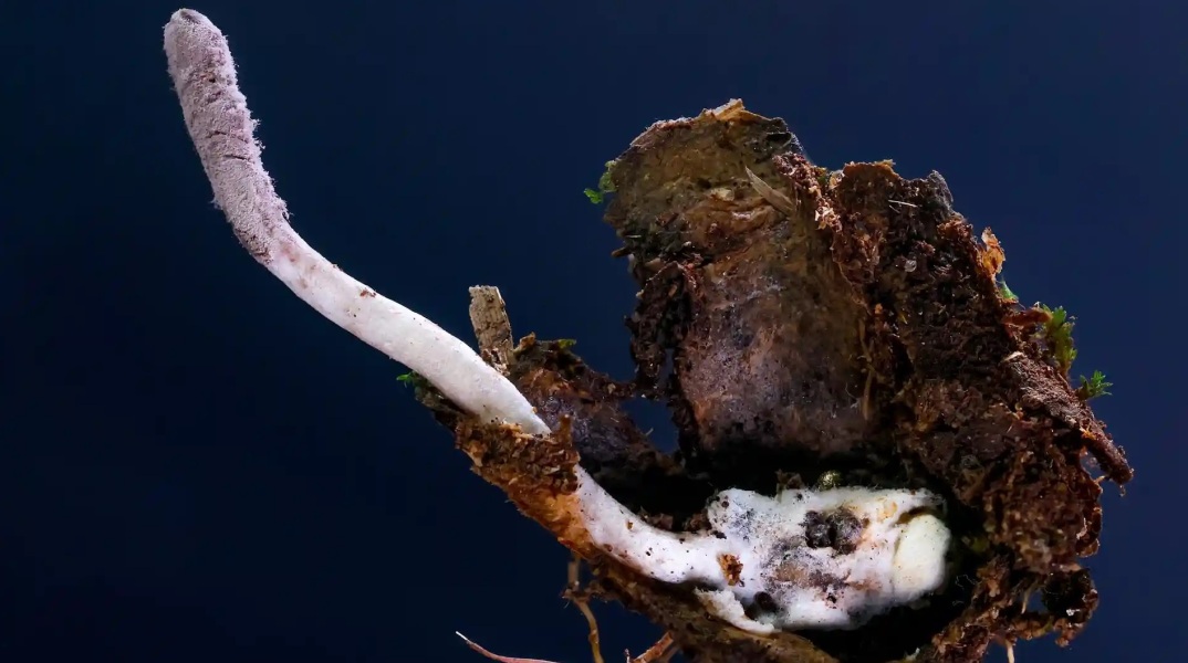 Νέο παρασιτικό μύκητα που προσβάλει αράχνες στο τροπικό δάσος του Ατλαντικού της Βραζιλίας ανακάλυψαν επιστήμονες -  Θυμίζει τα ζόμπι του «The Last of Us».