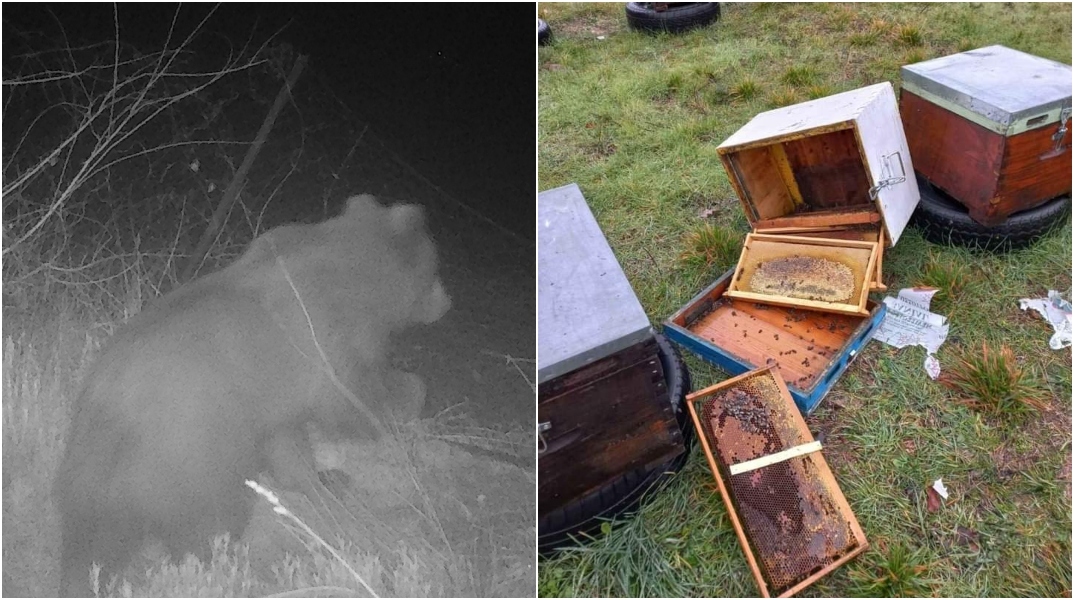 Αρκούδα... Γουίνι έφαγε 40 κιλά μέλι και κατέστρεψε 15 με 20 μελίσσια στο όρος Πάικο