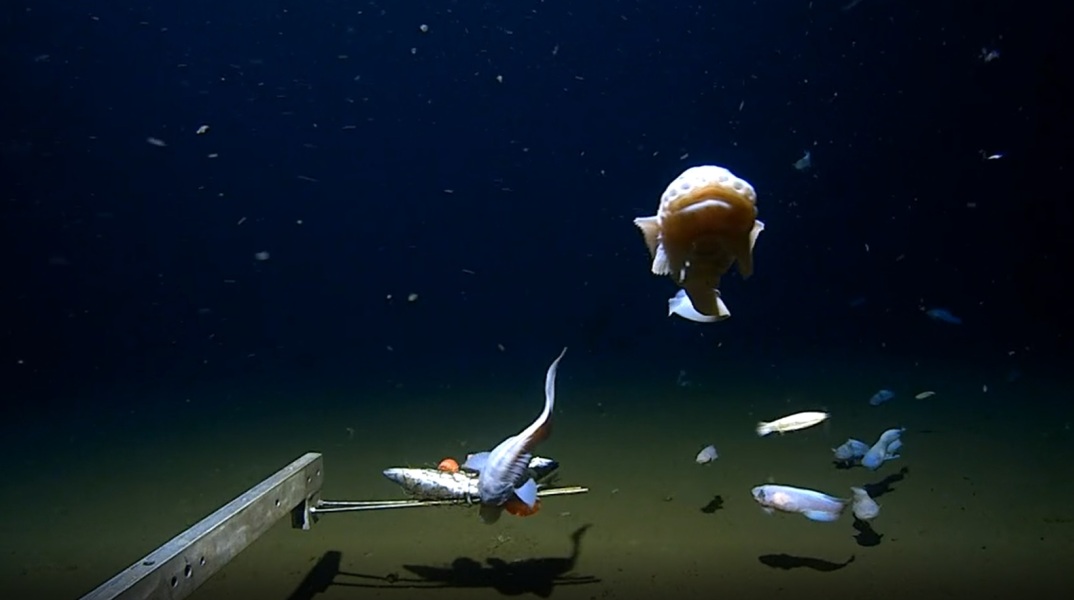 Ψάρι βρέθηκε να κολυμπά σε βάθος ρεκόρ στα ανοιχτά της Ιαπωνίας - Το είδος σαλιγκαρόψαρου εντοπίστηκε σε βάθος 8.336 μέτρων.