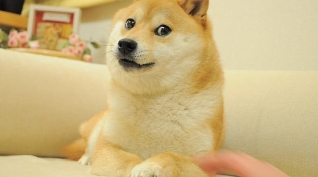 Καμπόσου: Το σκυλί - σήμα κατατεθέν του κρυπτονομίσματος Dogecoin αντικατέστησε το μπλε πουλί του Twitter - Το ταξίδι του διάσημου meme στο διαδίκτυο.