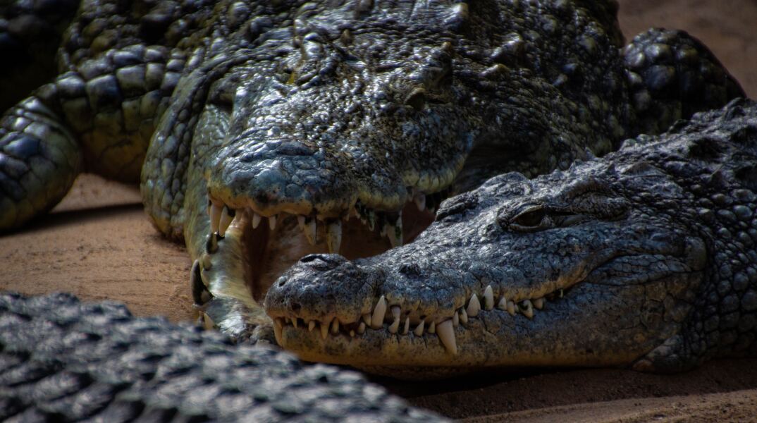 Αλιγάτορας